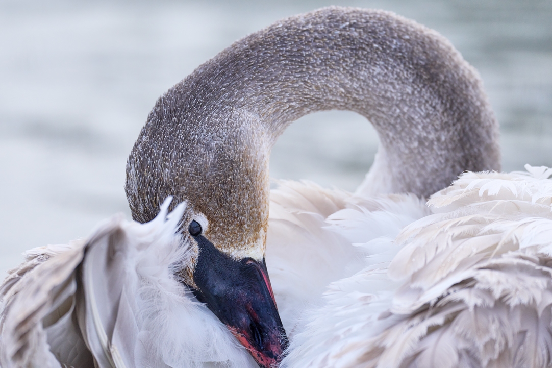 Trumpeter swan fine art photography print