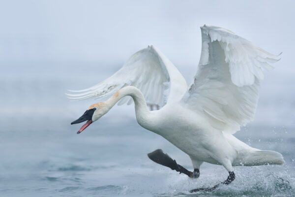 trumpeter swan running on water
