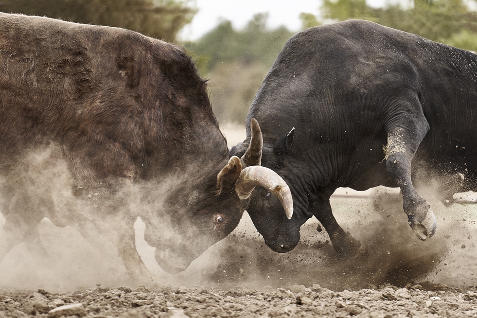 Clash – Limited Edition Fine Art Wildlife Photography Print