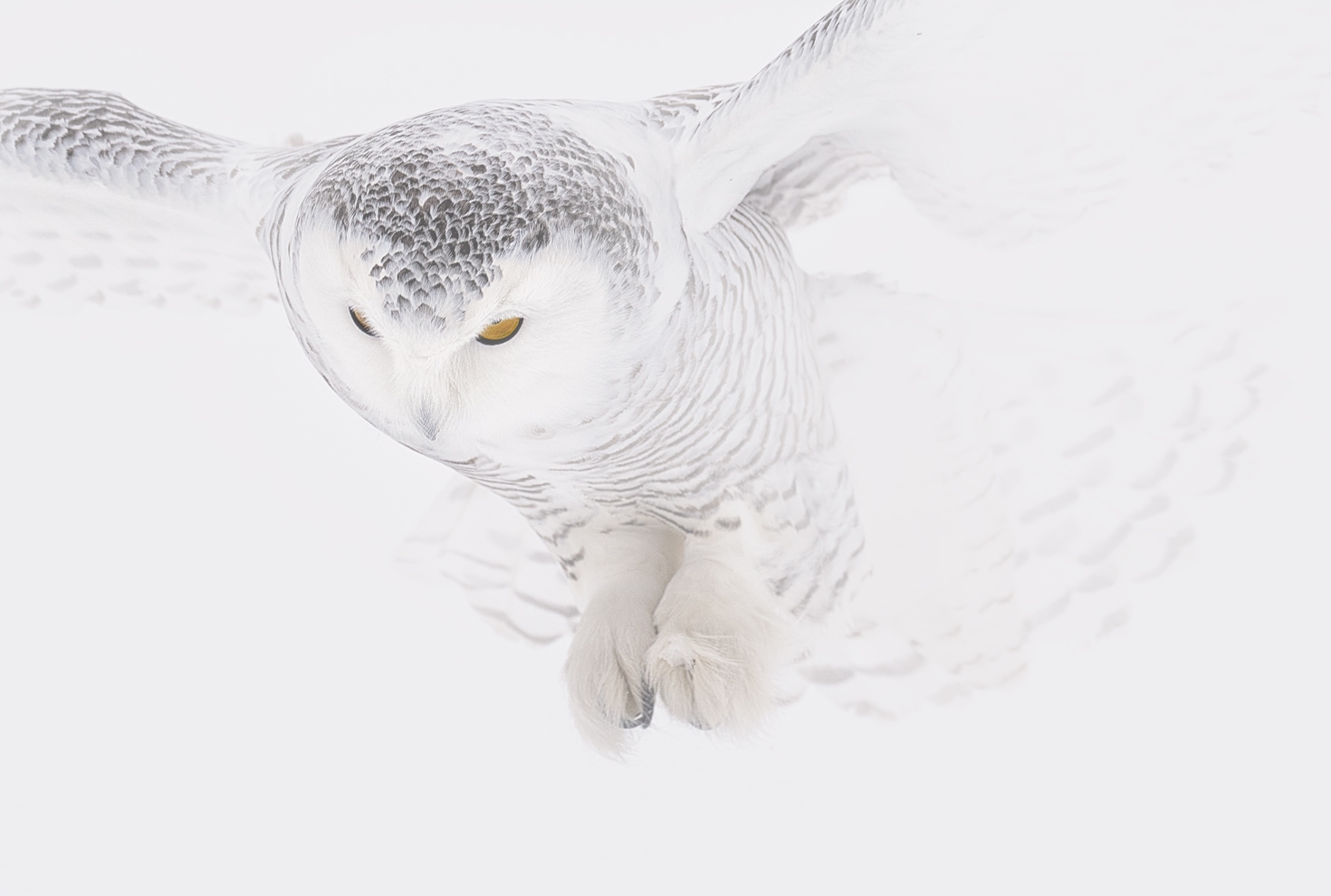 Arctic Muse – Limited Edition Fine Art Wildlife Photography Print