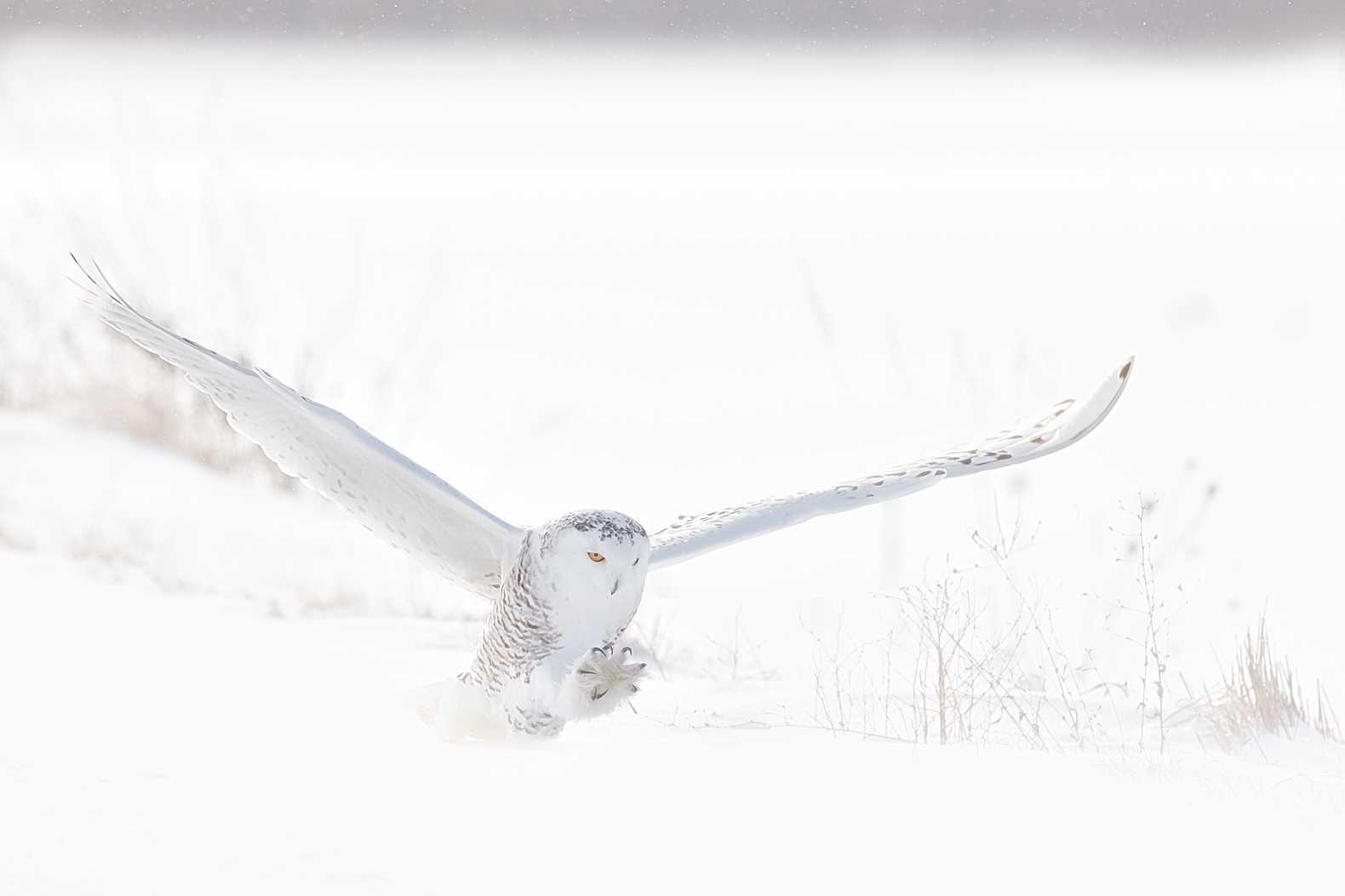 Feather Frenzy – Limited Edition Fine Art Wildlife Photography Print
