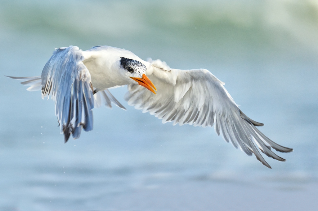 bird in flight wings spread fine art wildlife photography