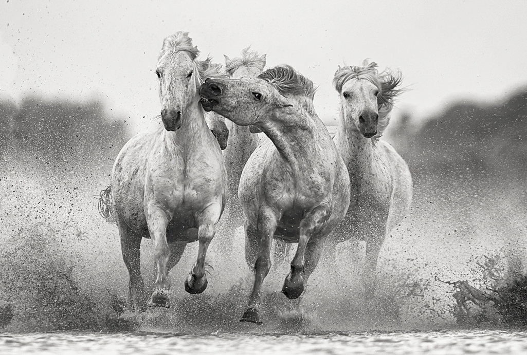 horses running fine art horse photography