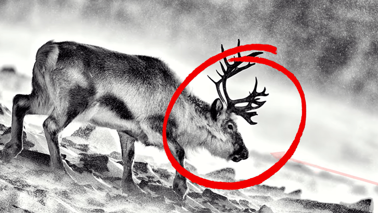 4 Common Composition Mistakes Photographers Make