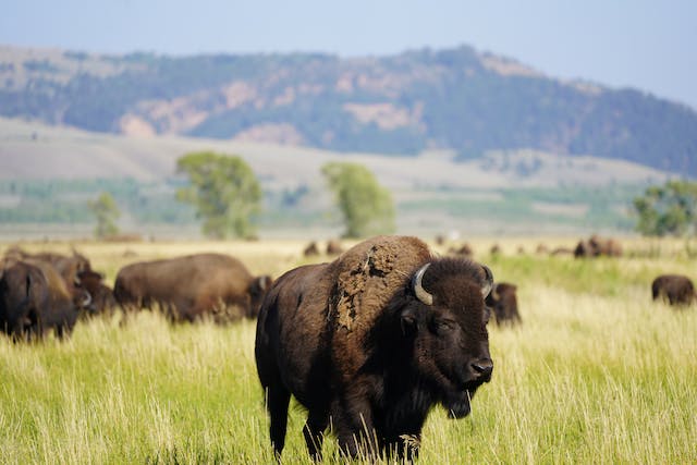 Iconic Wildlife Photography Locations and Why They Matter