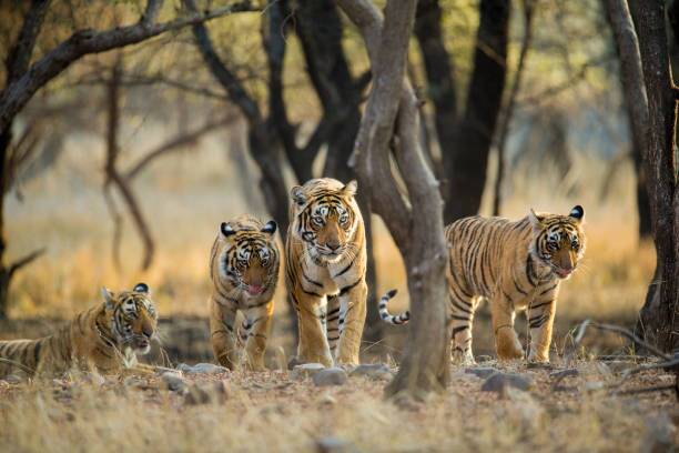 Iconic Wildlife Photography Locations and Why They Matter