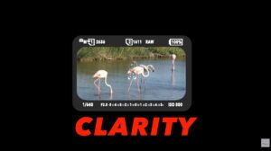 Camera viewfinder showing flamingos wading in water, illustrating clarity in wildlife photography through clean visibility, balanced light, and precise framing.