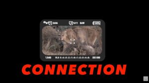 Camera viewfinder framing a mountain lion, illustrating connection in wildlife photography and the moment of shared awareness between subject and photographer.