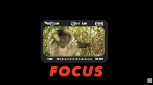 Camera viewfinder framing a primate in dense foliage, illustrating focus in wildlife photography and the ability to isolate the subject without distraction.