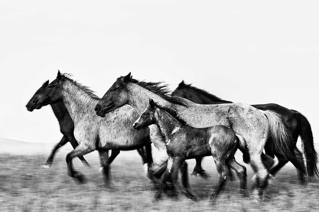 Unity | Fine Art Horse Photography Print