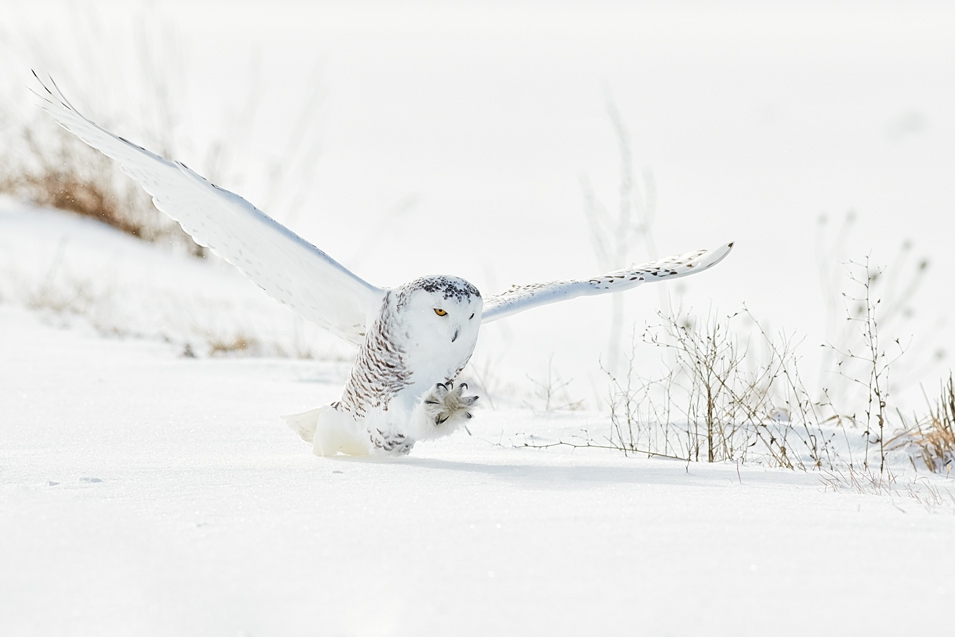 Spectacular Picture of Snowy Owl