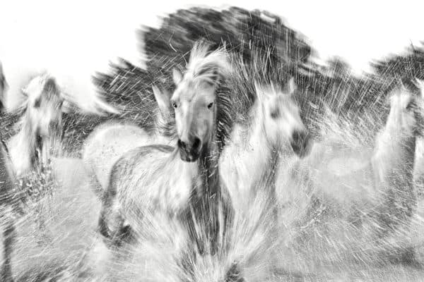 BLACK AND WHITE FINE ART HORSE PHOTOGRAPHY