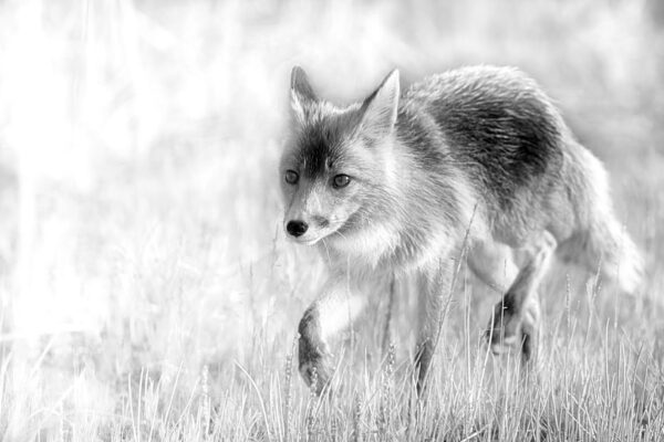 red fox photography print