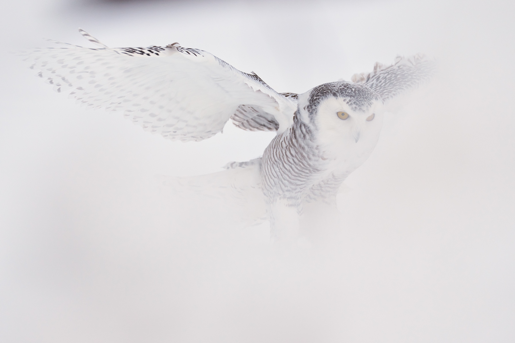 Chic Frost | Fine Art Snowy Owl Photography Print