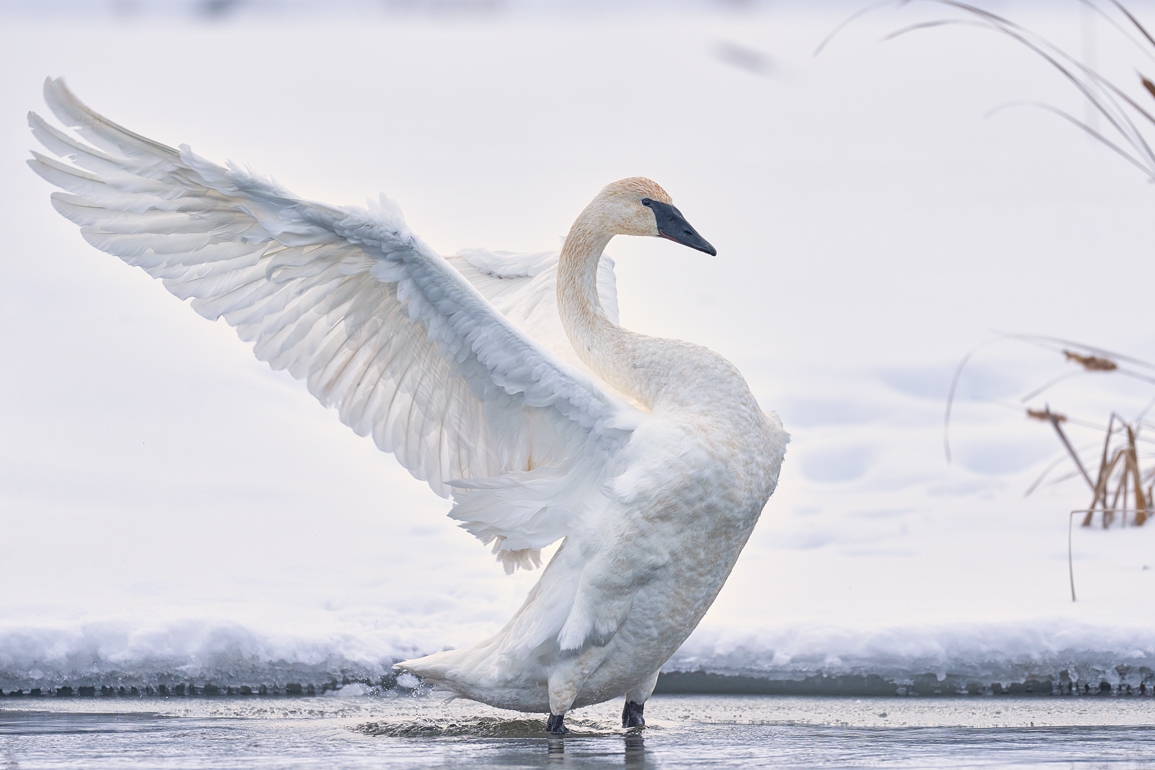 Fine Art Swan Photo