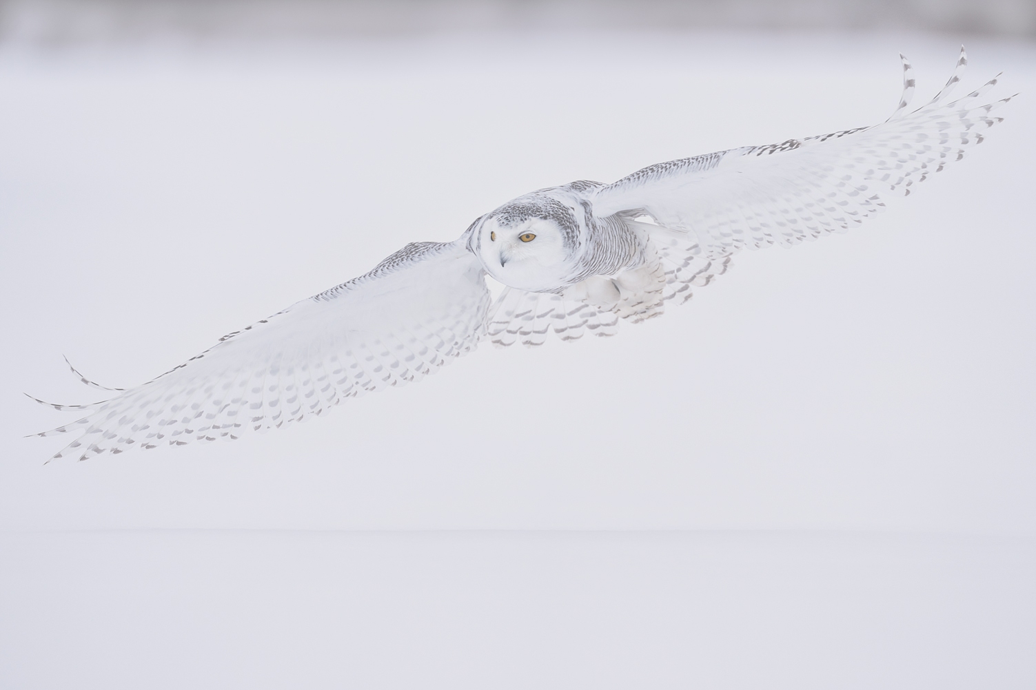 Wings of Winter – Limited Edition Fine Art Wildlife Photography Print