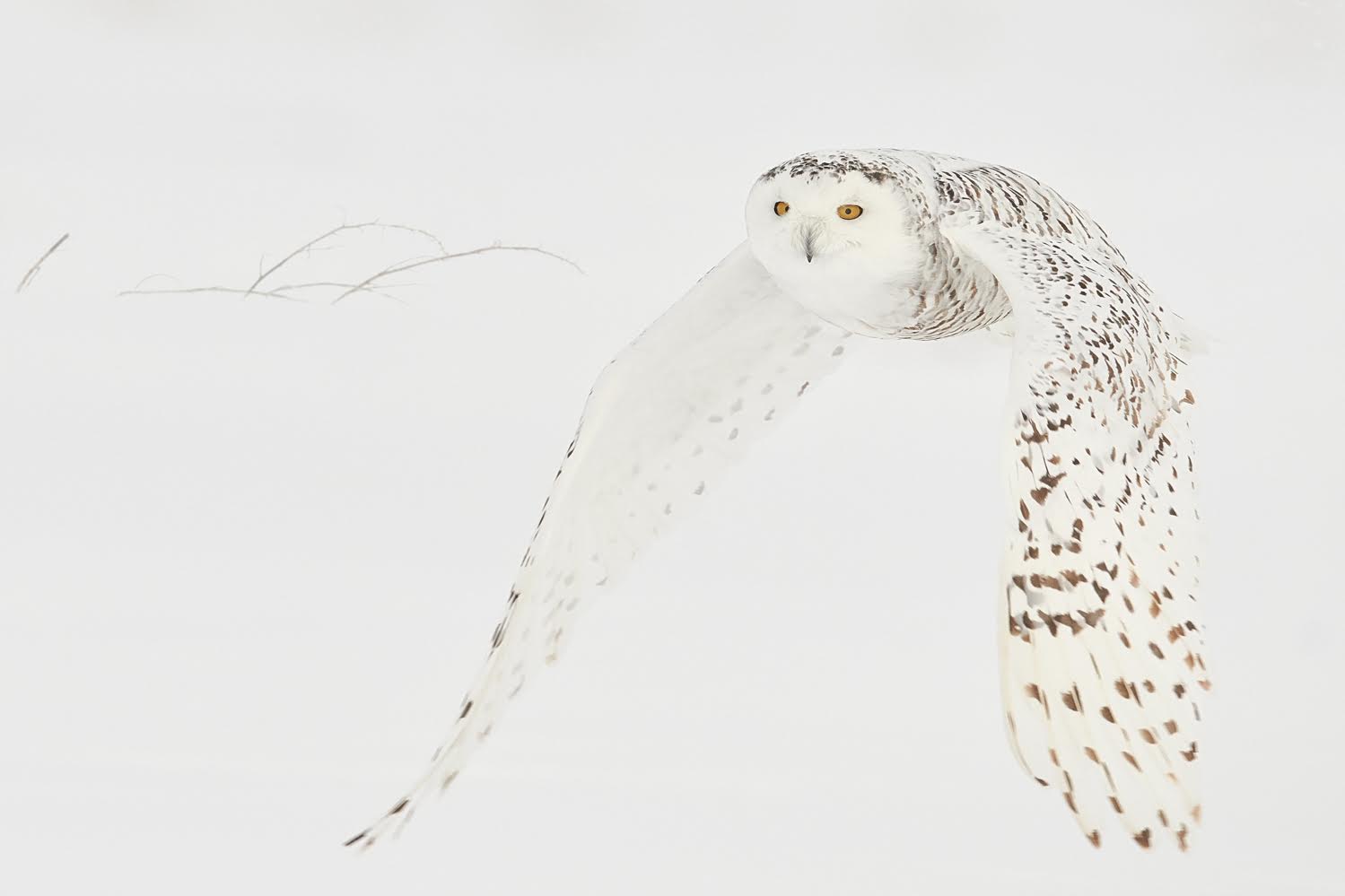 Spectacular – Limited Edition Fine Art Snowy Owl Photography Print