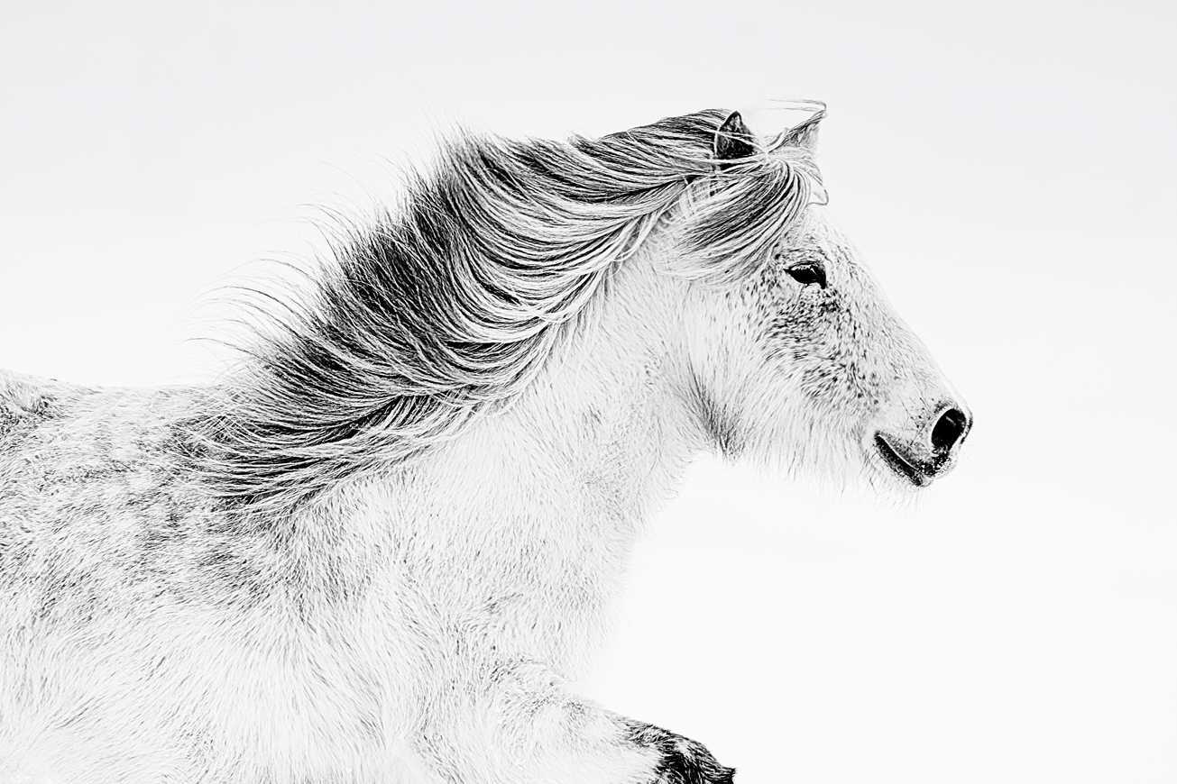 White Wash | Fine Art Horse Photography Print