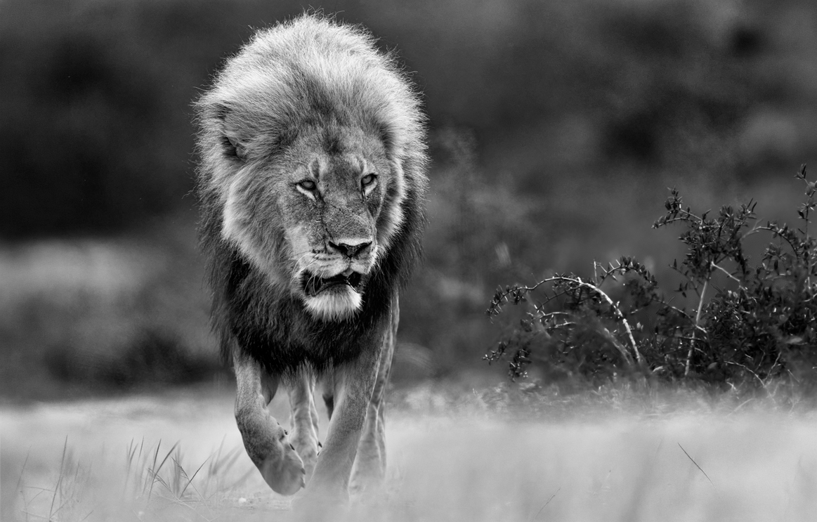 The Lion takes a walk in africa