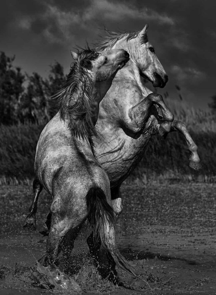 PICTURES OF MUSTANG HORSES