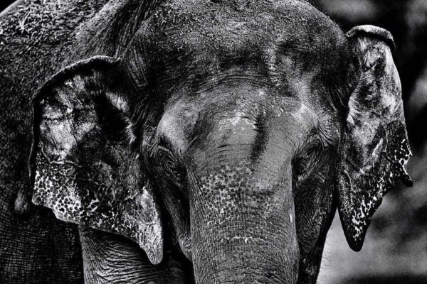 Black and White Elephant Images Print