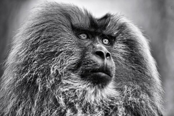 Monkey Picture Print