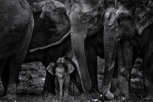 Baby Elephant Picture Print
