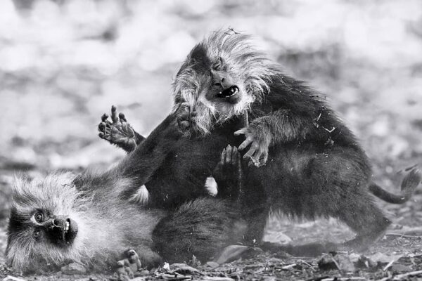 FINE ART Lion-Tailed Macaque Fine Art Print