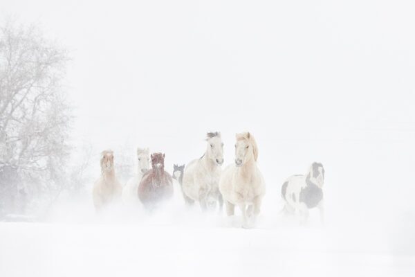 Fine art high-key photography of a horse herd emerging through winter mist and snow, titled The Giving by Ejaz Khan.