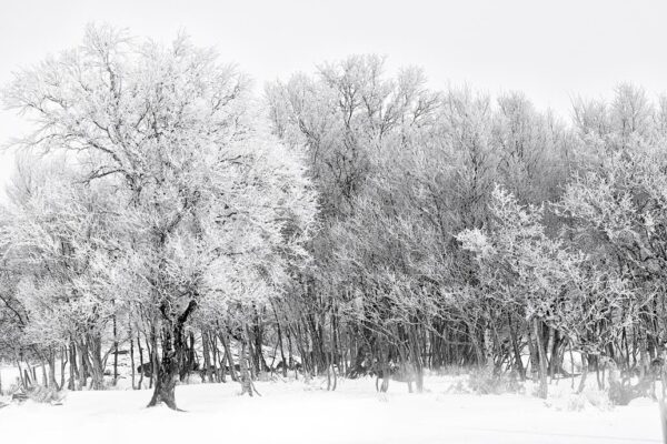 black and white landscape print for decor