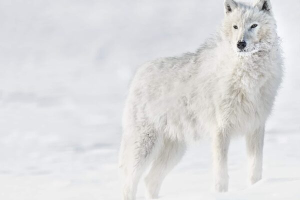 Arctic Wolf Fine Art Print