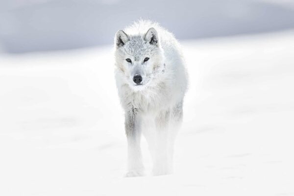 Arctic Wolf artwork