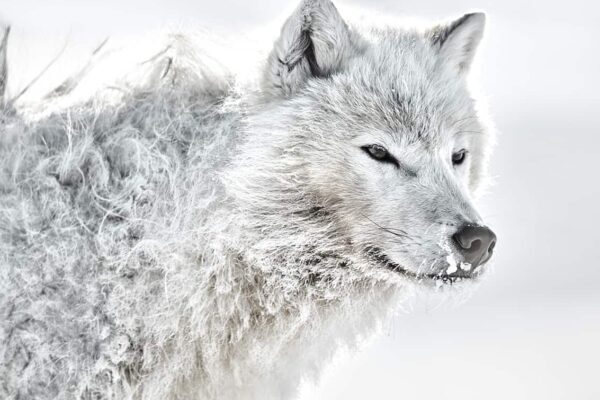 Snow Wolf Fine Art Print