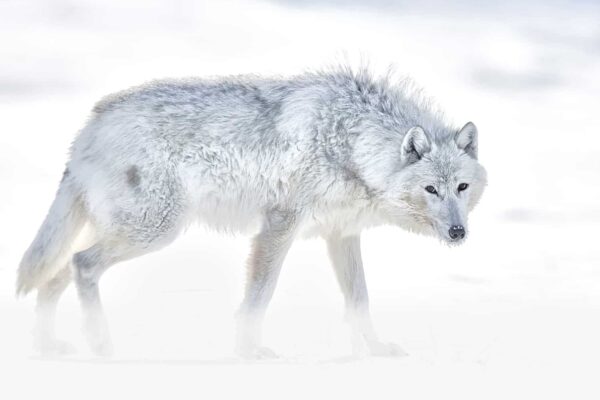 Beautiful Wolf Photography fine art print