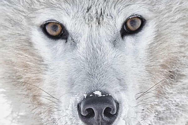 White wolf photography Print
