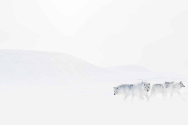 Wolves Art Print walking in snow