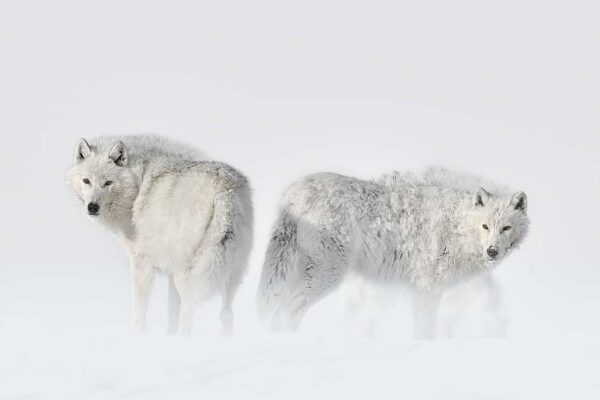 Wolves Wall Art print
