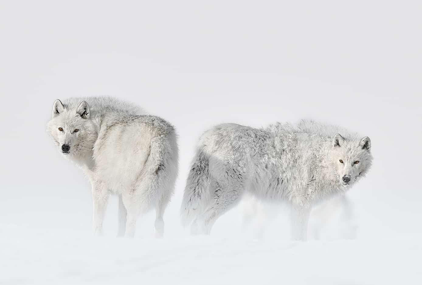 Wolves Wall Art print