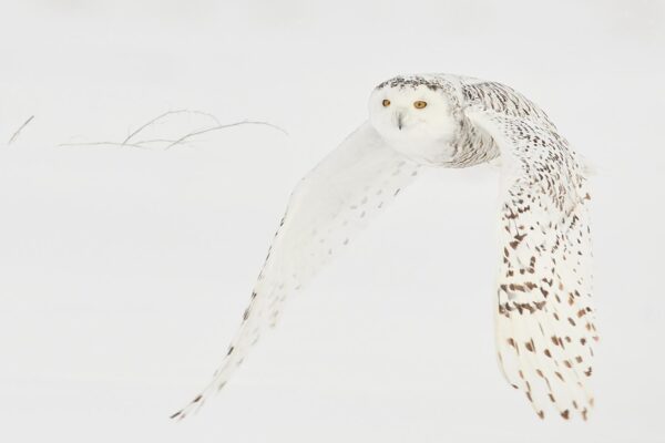 Black and White Owl Photography