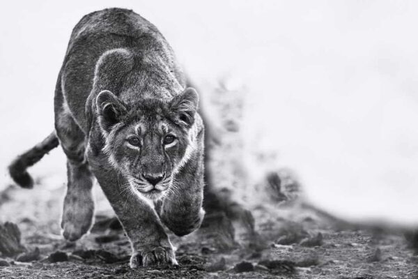 Lion Cub Fine art Photography