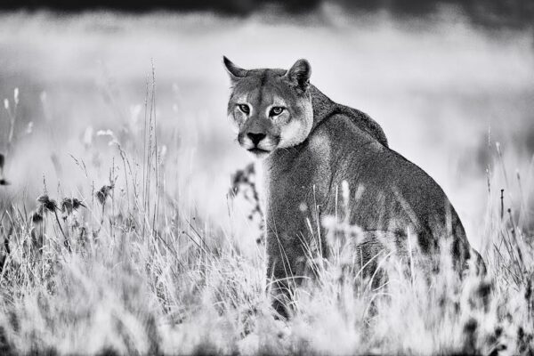 Mountain Lion Art