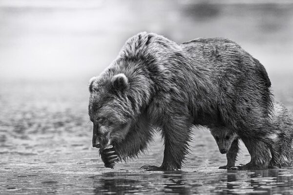 Grizzly Bear Fine Art Photography