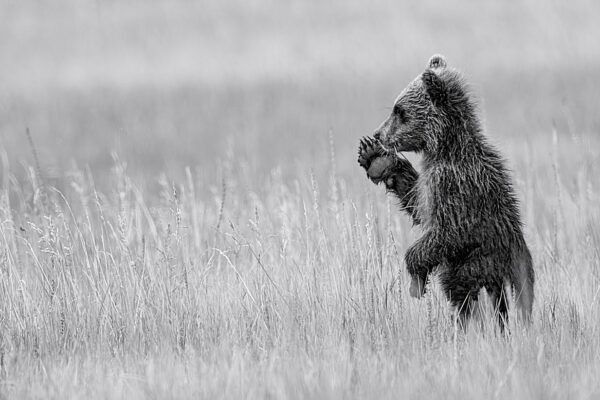Grizzly Cubs Fine Art Photography