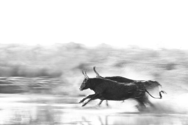 bull running through water black and white fine art photography