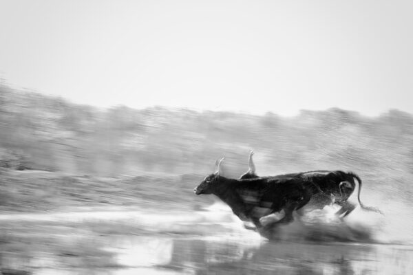 bull running through water black and white motion fine art photography