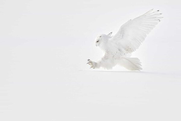 Snowy Owl Photography