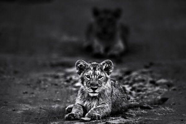 Invisible Connection – Limited Edition Fine Art Wildlife Photography Print