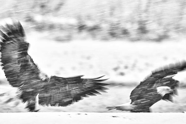 Bald Eagle Wall Art