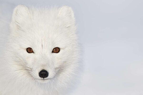 Cute Fox Art