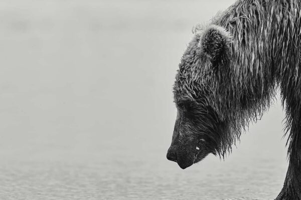 Grizzly Bear Print